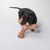 Gioco per cani Nomad Tales Blush Boomerang di peluche