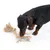Dog playing with a braided natural fibre rope toy with yellow and blue accents.