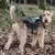 Hond met groen-zwart tuigje en lijn in het bos. Tuigje met reflecterende strepen en rode sluiting zichtbaar.