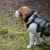 Hond met groen-zwart tuigje en tassen in het bos. Tuigje met verstelbare banden en rode sluitknop zichtbaar.