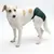 Cane che indossa un pannolino verde per cani, adatto per incontinenza o calore.