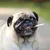 Dog holding a chew stick in its mouth, demonstrating use of the product