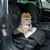Hund sitzt auf einer schwarzen Autositzabdeckung mit weisser Polsterung, Sicherheitsgurte befestigt. Warnaufkleber an der Tür sichtbar: Keine Tiere ungesichert transportieren.