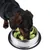 Dog eating from a stainless steel bowl with green anti-gulp insert that promotes slow eating.