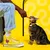 Dreamies Kitten & Adult Cat Creamy Snacks with Chicken & Salmon - 12 x 10g