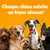 Texte : Chaque chien mérite un foyer aimant. Cinq chiens de races différentes sur fond orange.