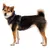 Dog harness in black with adjustable straps and buckles, worn by a medium-sized dog. Side view of the harness.
