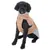 Chien à poil bouclé portant un manteau beige et gris avec col montant, fermeture éclair visible sur le côté. Manteau couvrant le dos et le cou du chien.