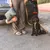 Person mit tragbarer Tasche und Futterbehälter, neben einem angeleinten schwarzen Hund vor einem Auto.