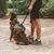 Hund mit olivgrünem Geschirr und Taschen, angeleint von einer Person in Outdoor-Kleidung. Geeignet für Spaziergänge oder Wanderungen.