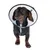 Chien de petite taille portant une collerette vétérinaire en plastique transparent avec bord noir, vu de face sur fond blanc.