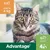 Advantage pour chat, onder de 4 kg, 4x, vlooien. Texte partiellement en néerlandais.