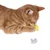 Rote Katze spielt mit gelbem Spielzeug in Käseform, daneben eine weisse Mausfigur aus Kunststoff.