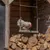 Huhn steht auf einer grünen Hühnerwippe aus Kunststoff, aufgehängt mit Seilen. Hintergrund zeigt Holzstapel und eine Scheunenwand.