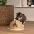 Cat playing with a dome-shaped sisal toy decorated with feathers. Suitable for interactive indoor play.