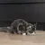 Langhaarige Katze frisst aus einem flachen Napf auf einem Holzboden.