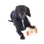 Sort hund holder et gult legetøj med orange detaljer i poten. Legetøjet har en pigget overflade.