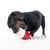 Chien noir mordant un jouet en forme de capsule rouge et blanche attaché à une corde blanche, sur fond blanc.
