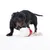 Chien noir et marron jouant avec un jouet cylindrique blanc et rouge muni d'une corde épaisse blanche, visible sur fond blanc.
