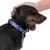 Chien portant un collier bleu à motifs colorés, une main humaine caresse sa tête. Collier en tissu avec boucle réglable visible.