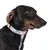 Hundehalsband mit Harry Potter-Design und Blumenmuster, sichtbarer Schriftzug: 'Harry Potter'.