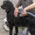 Persona utiliza un dispositivo de cuidado animal con tubo y pieza de mano en un perro negro. Dispositivo visible al fondo.