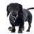 Sort hund holder en sort tennisbold med hvid stribe og gult logo i munden. En anden bold ligger i baggrunden.