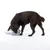 Brauner Hund spielt mit einem grauen Stofftier in Elefantenform.