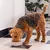 Chien à poil bouclé mangeant dans une gamelle blanche posée sur un sol carrelé en noir et blanc, intérieur avec plante verte en arrière-plan.