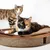 Cat lying on a corrugated cardboard scratching board with wood look and several cut-outs.