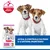 Hill's Science Plan Puppy Small & Mini cordeiro e arroz