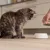 Katze sitzt vor leerem Futternapf, eine Hand hält einen Messbecher mit Futter neben dem Napf. Zeigt das Portionieren von Tierfutter. Katze sitzt vor leerem Futternapf, eine Hand hält einen Messbecher mit Futter neben dem Napf. Zeigt das Portionieren von Tierfutter.