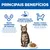 Níveis equilibrados de minerais, ingredientes de elevada qualidade e apoia a massa magra com proteína de alta qualidade. Imagem de um gato e de um prato com alimento.