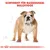 Sortiment für Rassehunde: Bulldogge. Illustration einer Bulldogge mit anatomischen Skizzen im Hintergrund.