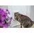 Katze benutzt eine weiße Katzenklappe in einer Tür, um hindurchzugehen. Katze benutzt eine weiße Katzenklappe in einer Tür, um hindurchzugehen.