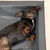 Modern Living Dog Bed – Granite Modern Living Dog Bed – Granite
