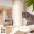 Zwei graue Katzen spielen an einem Kratzbaum mit Sisal-Seil und Holzplattformen. Im Hintergrund grüne Pflanze sichtbar.