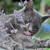 Graue Katze leckt an einer blühenden Katzenminze-Pflanze mit violetten Blüten.