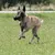 Dog playing with a black chew toy on a lawn.