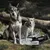 Wolf Wilderness venkovní deka a taška na přenášení, vhodné pro použití v přírodě.