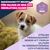 Eukanuba Premium Nutrition Puppy Small & Medium Breed Lamb & Rice