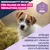 Eukanuba Premium Nutrition Puppy Small & Medium Breed Lamb & Rice