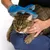 Person verwendet einen blauen Pflegehandschuh mit Noppen, um eine Katze zu bürsten. Die Katze sitzt entspannt auf dem Schoss und geniesst die Pflege.