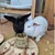 Two rabbits are eating together from a round hay bale with dried herbs on a plate. Two rabbits are eating together from a round hay bale with dried herbs on a plate.