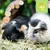 Two guinea pigs eating hay, top right reads: Muesli Free Co. Stamping out selective feeding.