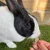 Black and white rabbit eats a treat held by a hand.