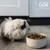 Burgess Excel Indoor Guinea Pig Nuggets - Economy Pack: 2 x 1.5kg Burgess Excel Indoor Guinea Pig Nuggets - Economy Pack: 2 x 1.5kg