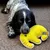 Dog holding a yellow plush toy labelled 'Resploot Tuffles' in its mouth, demonstrating use of the soft toy on a carpeted floor.