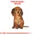 Illustration d’un chien avec texte en haut : TYPE DE RACE : TECKEL. Schéma de mesures autour du corps du chien, signature G. Dethorey visible en bas à droite.
