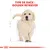 Texte : TYPE DE RACE : GOLDEN RETRIEVER. Illustration d’un chiot Golden Retriever sur fond blanc avec croquis de dimensions et couronne stylisée en bas.